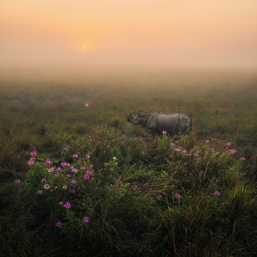 Indian One Horned Rhino art print by Himadri Bhuyan for $57.95 CAD