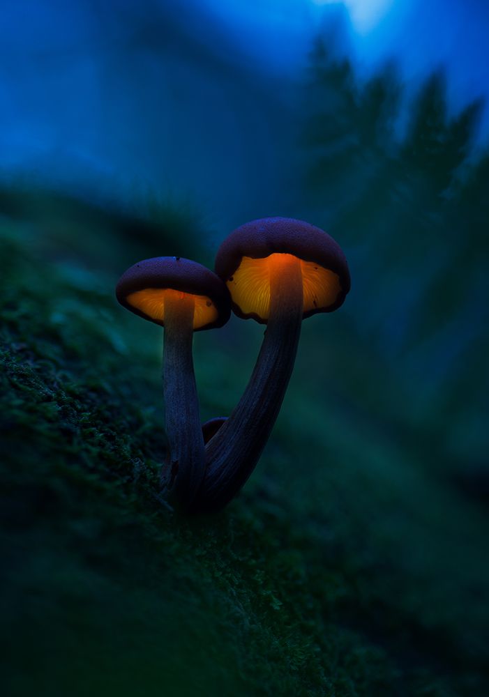 Glowing mushrooms art print by Kirill Volkov for $57.95 CAD
