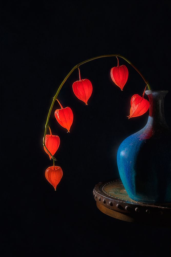 Chinese Lantern art print by Lydia Jacobs for $57.95 CAD