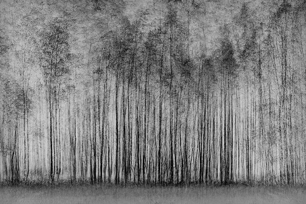 Impenetrable Forest art print by Roswitha Schleicher-Schwarz for $57.95 CAD