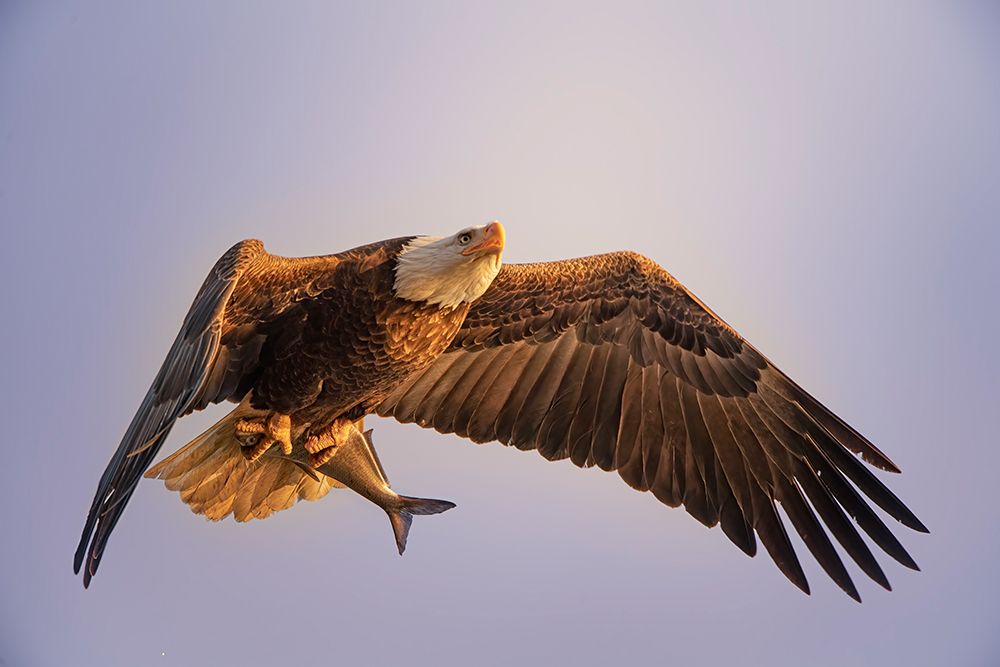 Eagle art print by Tao Huang for $57.95 CAD