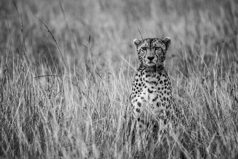 Cheetah art print by Anura Fernando for $57.95 CAD