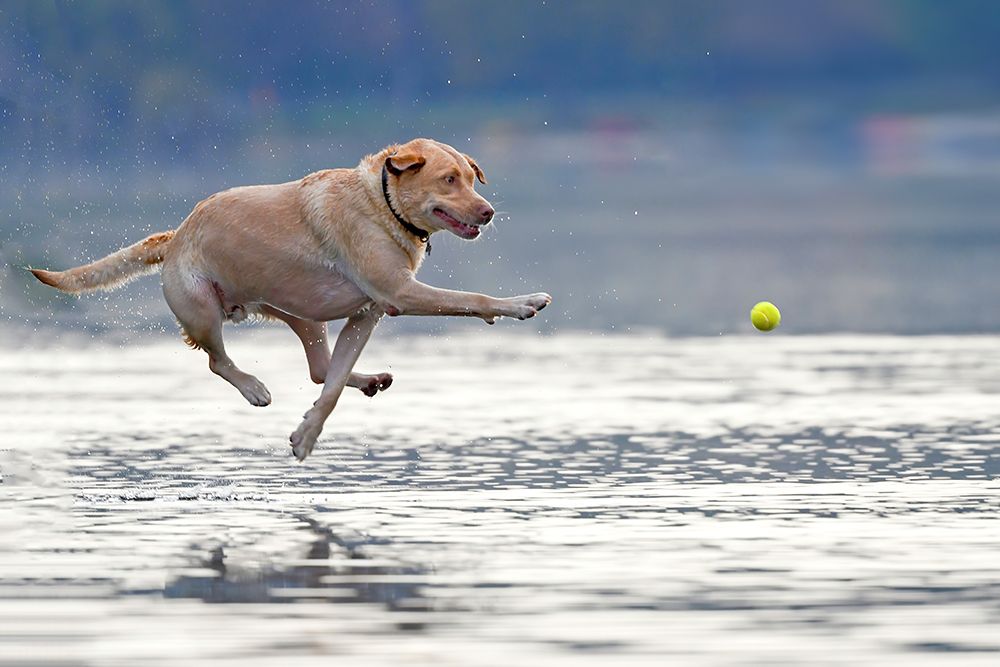 Dance Above The Water art print by Rob Li for $57.95 CAD