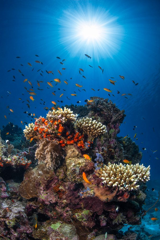 Reef And Sunshine art print by Barathieu Gabriel for $57.95 CAD