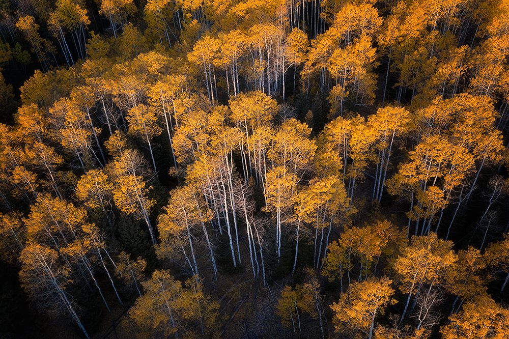Aspen In Autumn art print by Mei Xu for $57.95 CAD