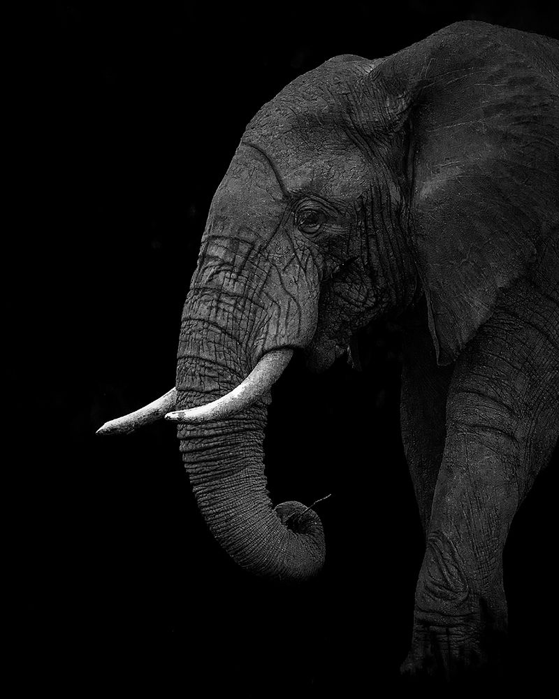 BW elephant art print by Ahmed Sobhi for $57.95 CAD