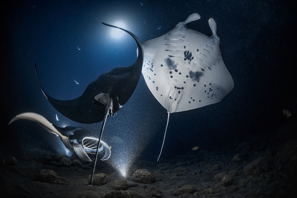 Mantas Night Out art print by Jennifer Lu for $57.95 CAD