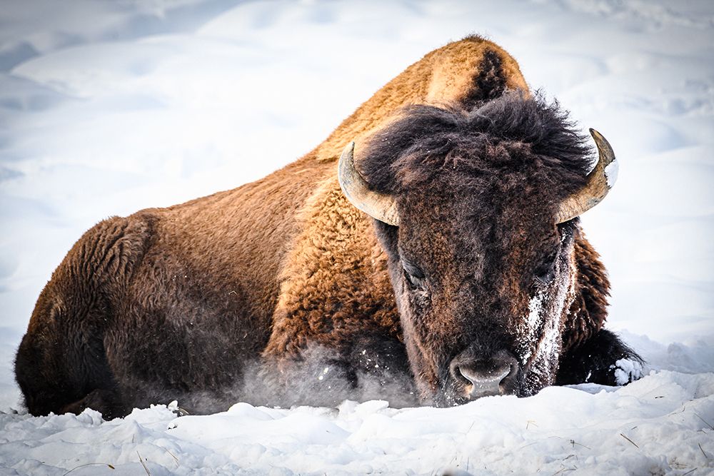 The King art print by Debbie Hunt for $57.95 CAD
