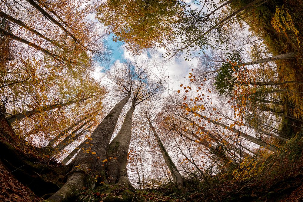 Forest art print by Hakime Kucuk for $57.95 CAD