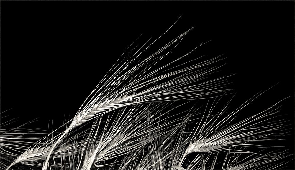 Grain Of Life art print by Gilbert Claes for $57.95 CAD