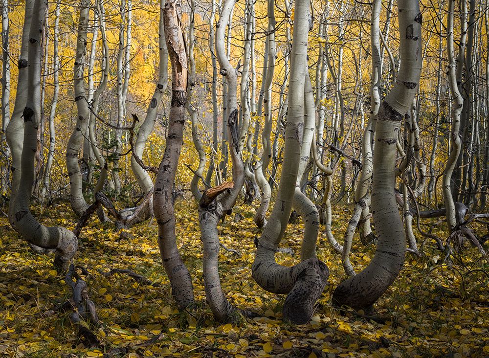 Crooked Aspen art print by Alex Li for $57.95 CAD