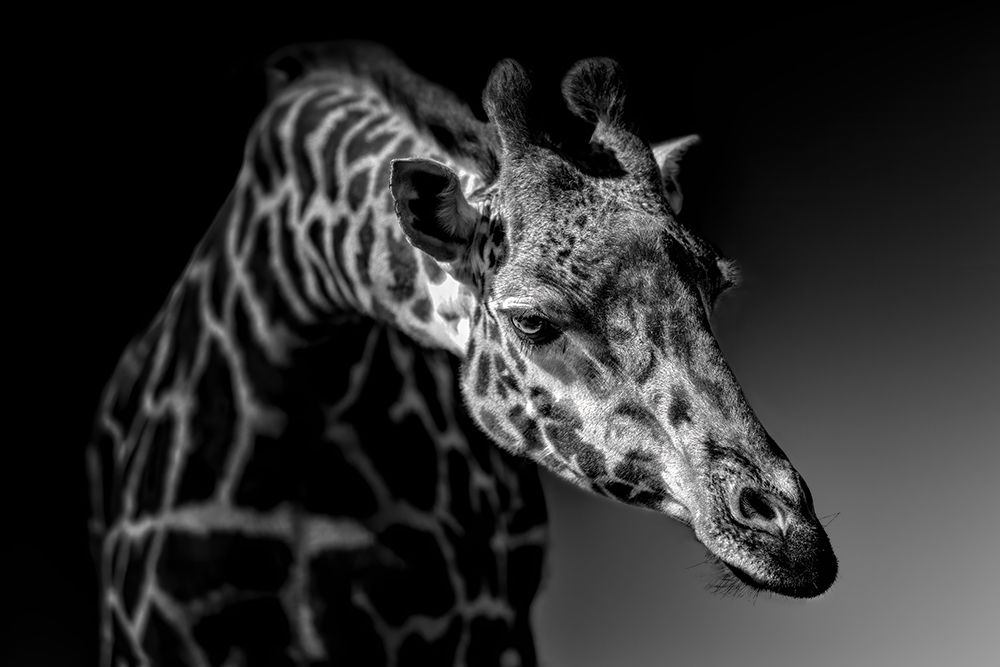 Giraffe art print by Alex Zhao for $57.95 CAD