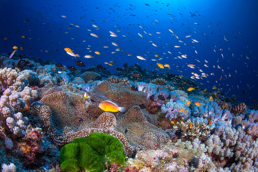 Anemon And Anthias art print by Barathieu Gabriel for $57.95 CAD