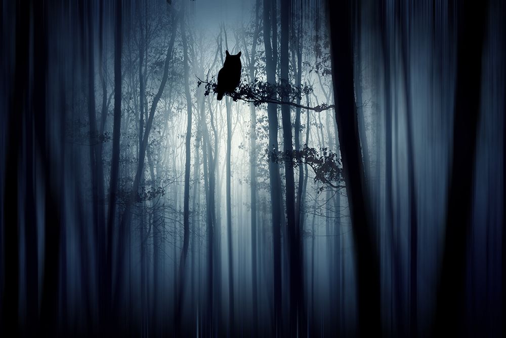 In The Forest art print by Eros Erika for $57.95 CAD