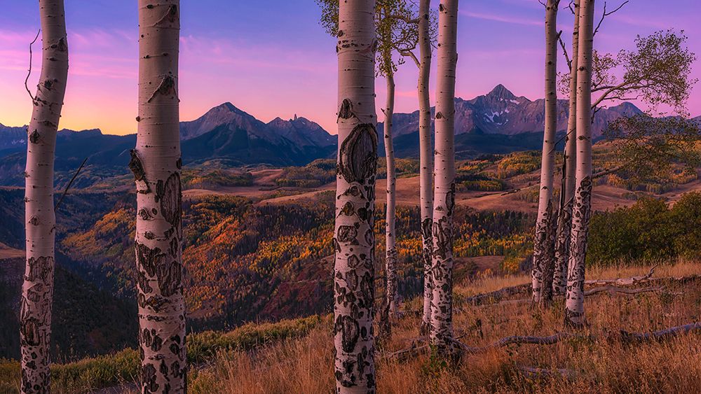 Aspen Frames art print by Mei Xu for $57.95 CAD