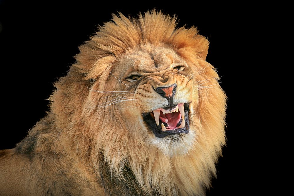The King - a portrait by Jeffrey C. Sink