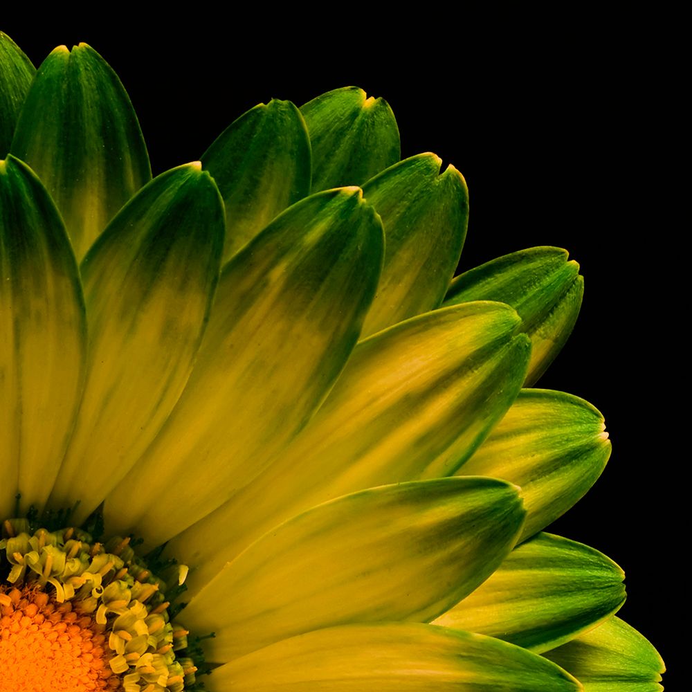 Petals art print by Torsteinn H. Ingibergsson for $57.95 CAD