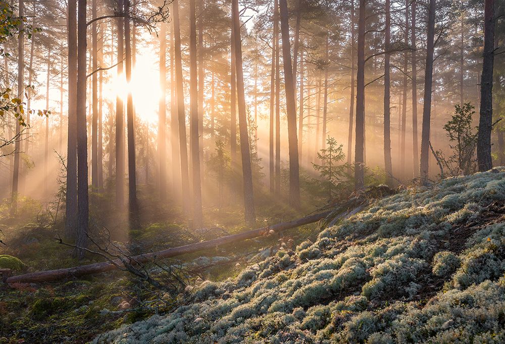 Fog In The Forest With White Moss In The Forground art print by Christian Lindsten for $57.95 CAD
