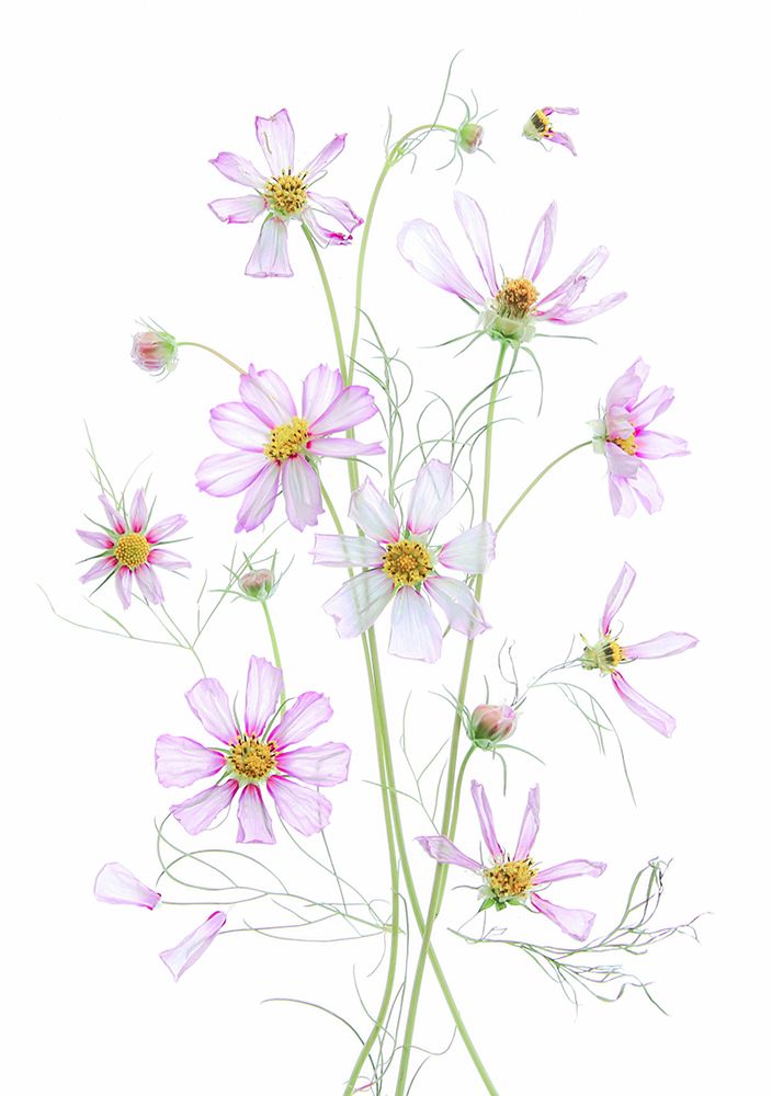 Cosmos art print by Fangping Zhou for $57.95 CAD
