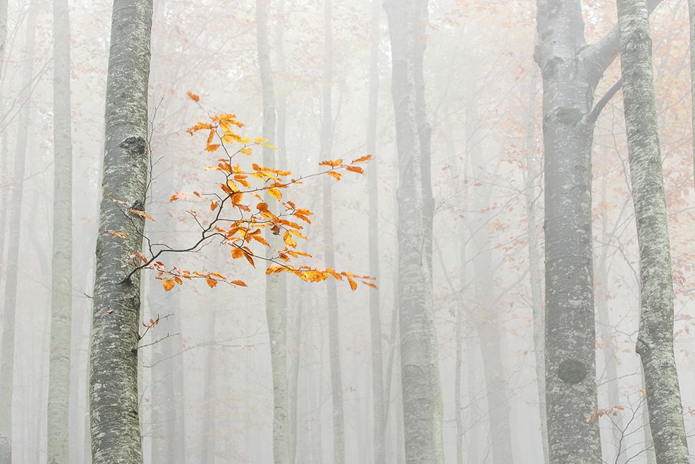 Autumn 2020 art print by Aglioni Simone for $57.95 CAD