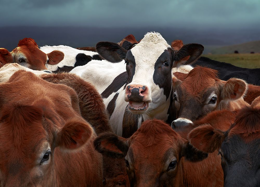 Laughing Cow art print by Gary Perlow for $57.95 CAD