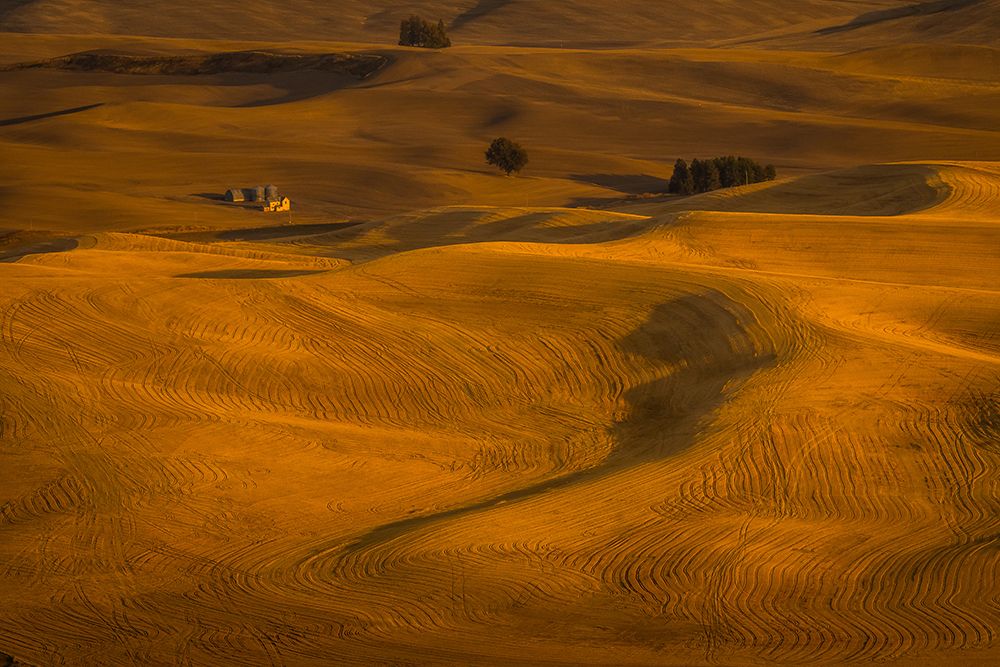 Wheat Field In Sunset art print by David Wang for $57.95 CAD