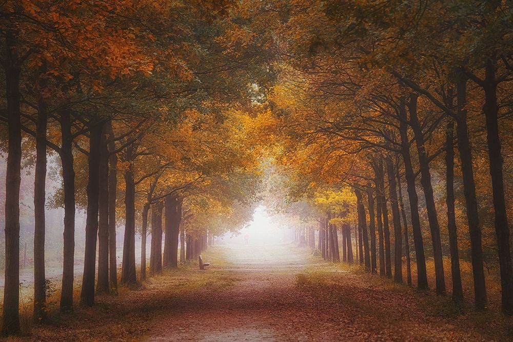 Foggy Autumn Dream art print by Saskia Dingemans for $57.95 CAD