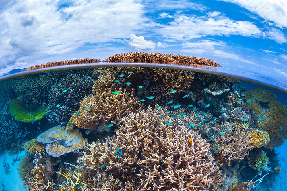 Split Level From Mayotte Reef art print by Barathieu Gabriel for $57.95 CAD