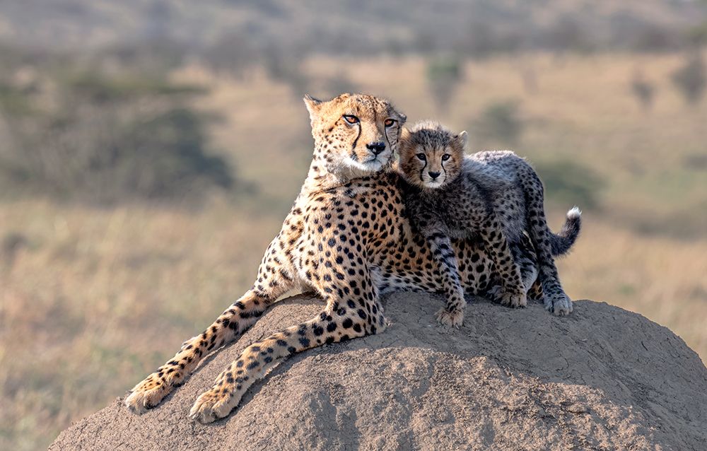 Cheetah And Cup! art print by Jie Fischer for $57.95 CAD