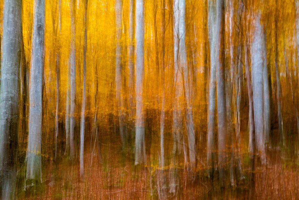 Feel of autumn ... art print by Barre Thierry for $57.95 CAD