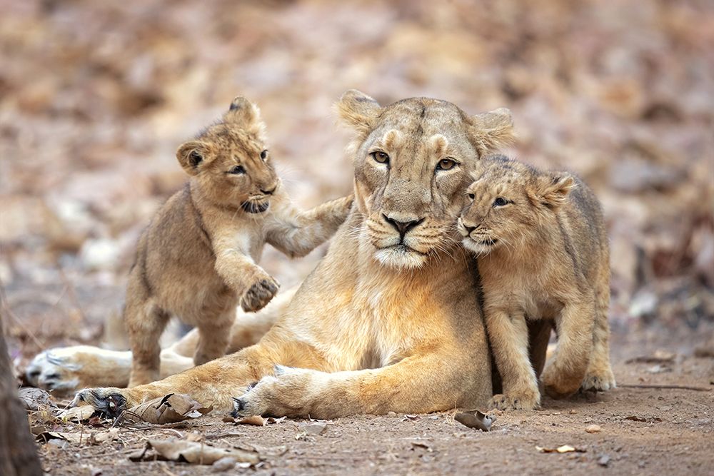 Asiatic Lioness art print by Milan Zygmunt for $57.95 CAD