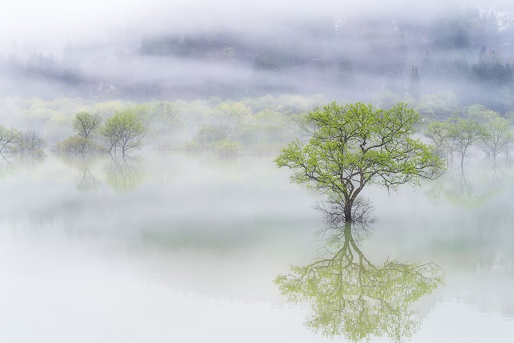Dreamy Tree art print by Suntararak Saowanee for $57.95 CAD