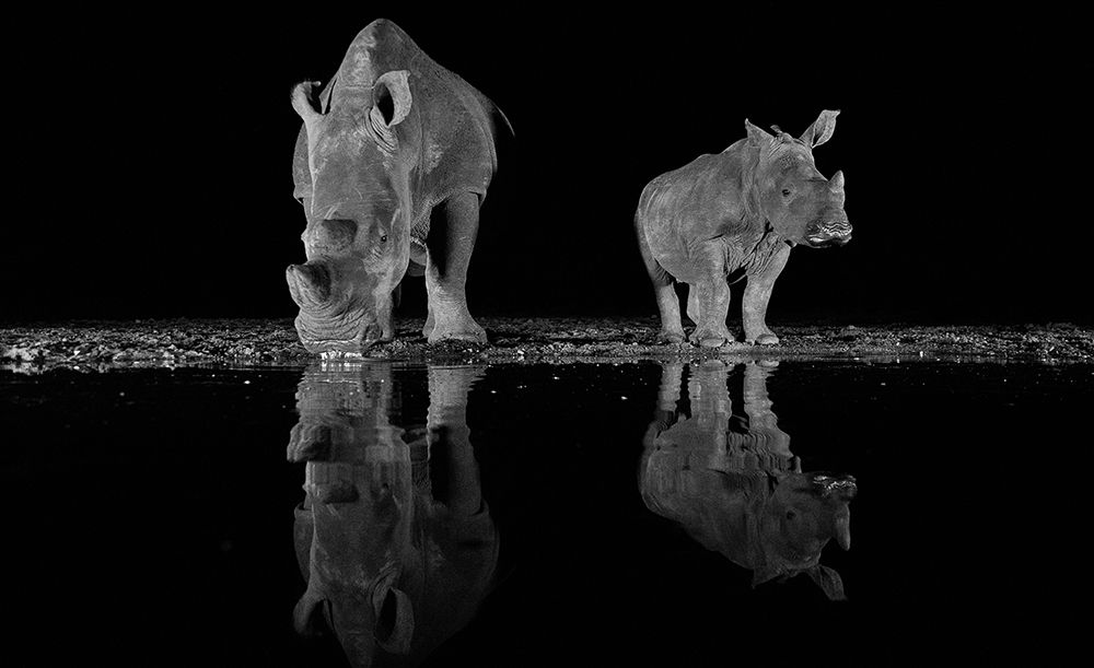 Rhinos drinking at night art print by FrancoisVenter for $57.95 CAD