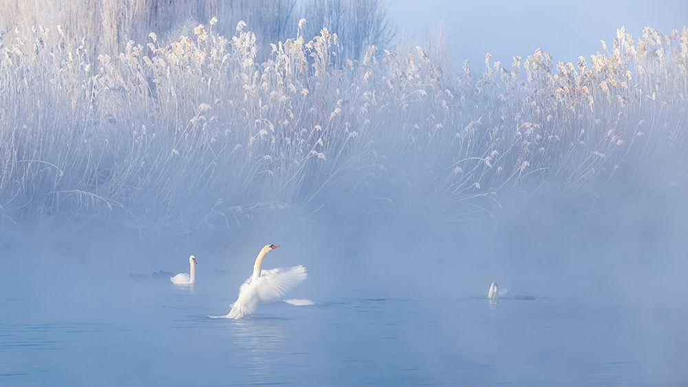 Misty Winter Swans art print by Peter Bi for $57.95 CAD