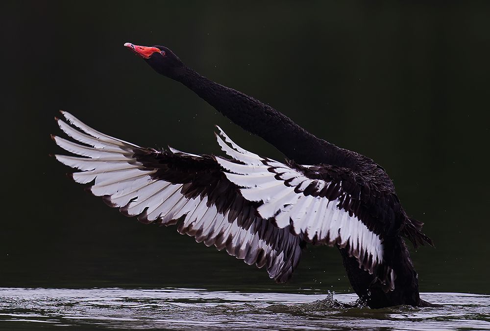 Black Swan art print by C.S. Tjandra for $57.95 CAD