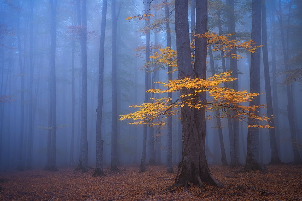 Foggy Forest art print by David Fazaeli for $57.95 CAD