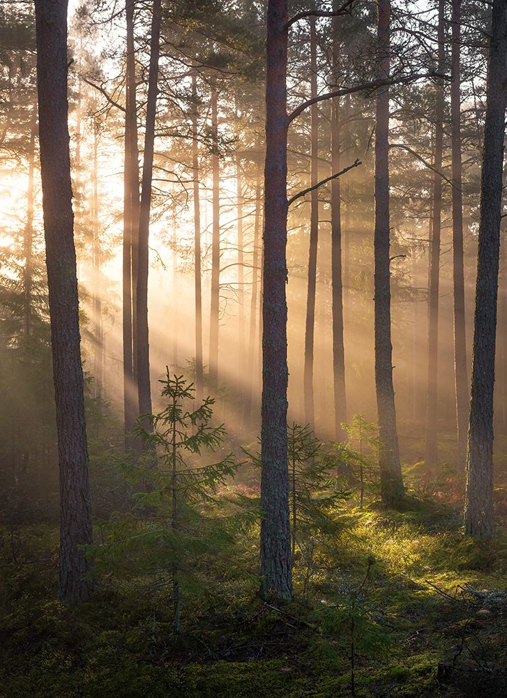 Foggy Forest art print by Christian Lindsten for $57.95 CAD
