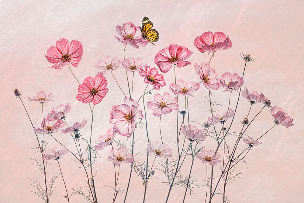 Cosmos And Butterfly art print by Lydia Jacobs for $57.95 CAD