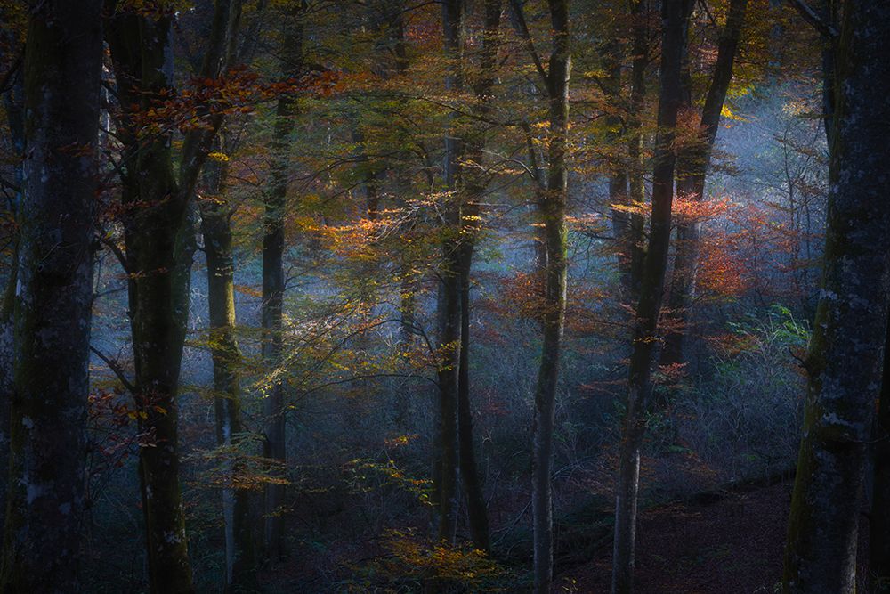 The Fairy Forest art print by Roberto Marchegiani for $57.95 CAD