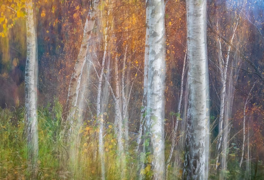 Autumn leaves art print by Ales Komovec for $57.95 CAD