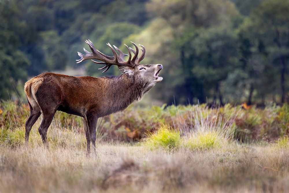 The scream of the deer art print by Marco Redaelli for $57.95 CAD
