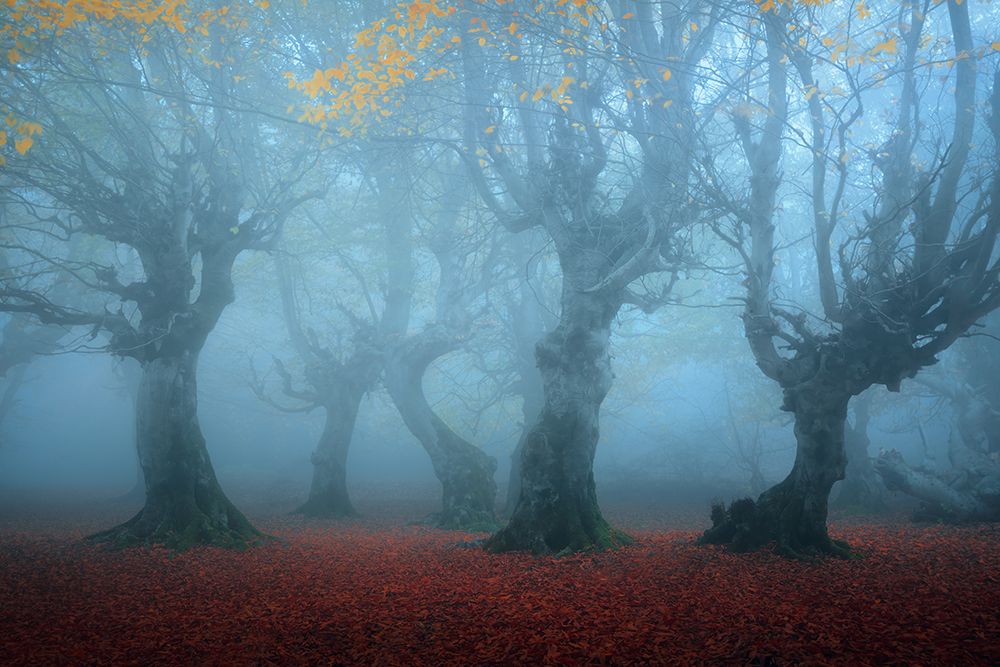 Posing in the Mist art print by Majid Behzad for $57.95 CAD