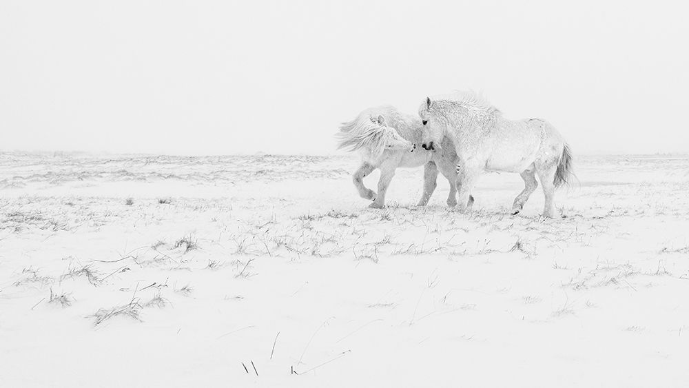 Horse dance art print by Haim Rosenfeld for $57.95 CAD