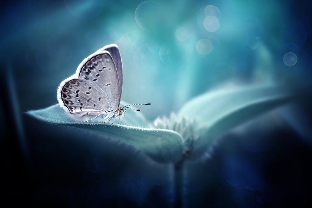 In Serenity art print by Fauzan Maududdin for $57.95 CAD