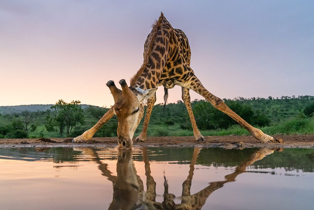 Sunset Giraffe Drinking art print by Francoisventer for $57.95 CAD