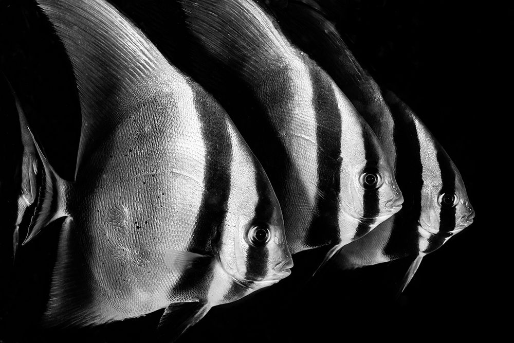 Batfish art print by Serge Melesan for $57.95 CAD