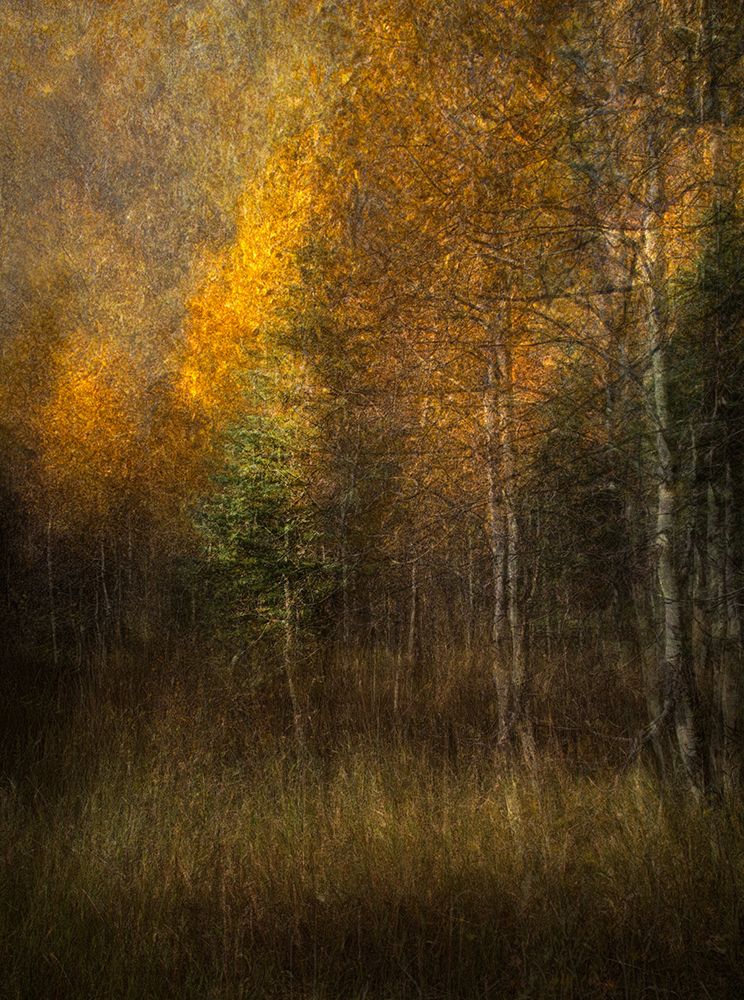 Woods art print by Roxana Labagnara for $57.95 CAD