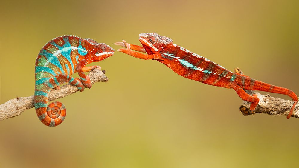 Panther Chameleons art print by Milan Zygmunt for $57.95 CAD