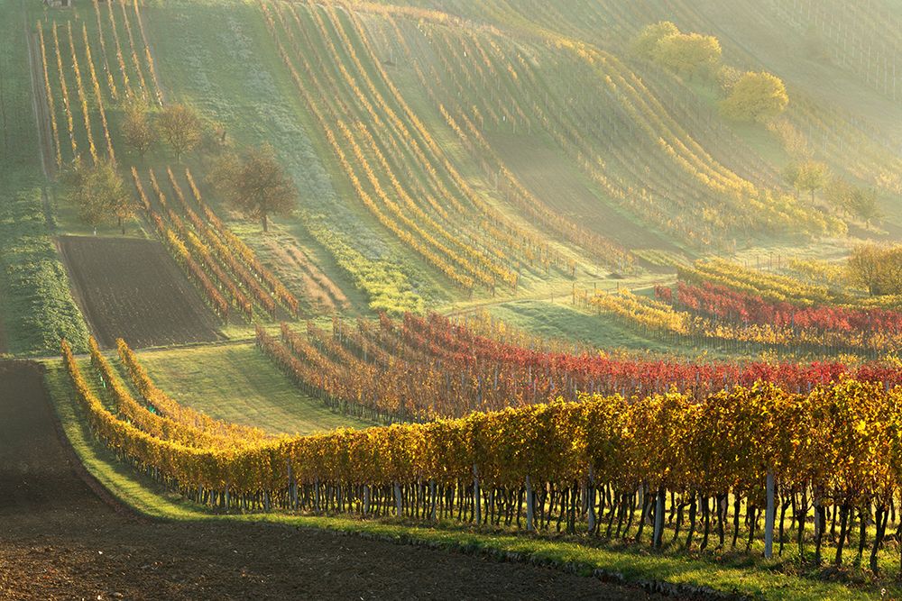 Autumn Vineyards art print by Anna Pakutina for $57.95 CAD