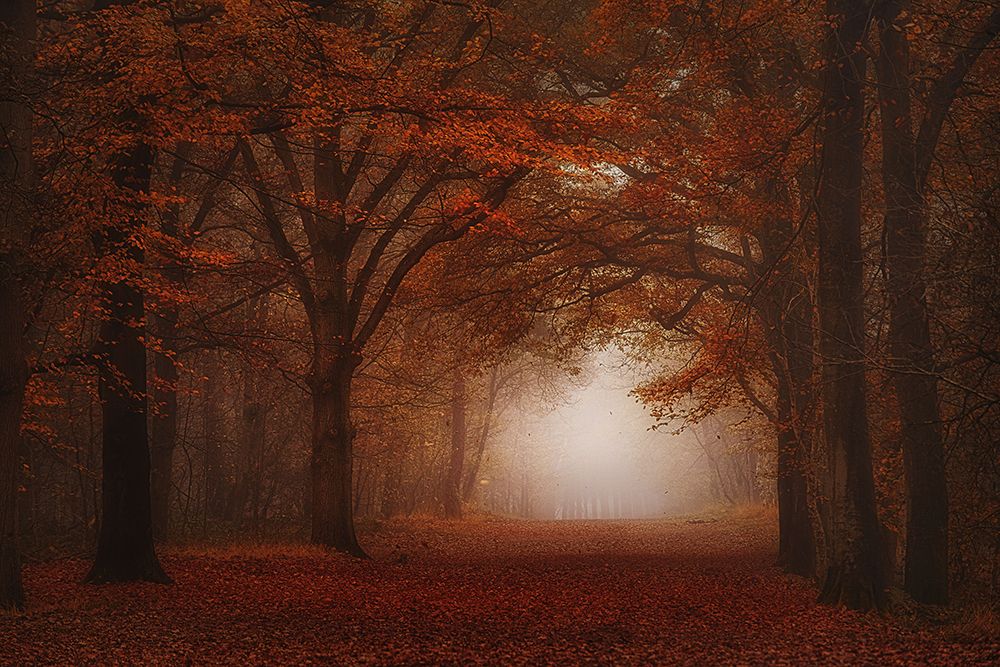 Velvet red art print by Saskia Dingemans for $57.95 CAD